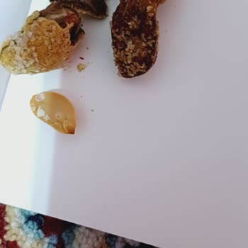 Kurtlu Ve Bozulmuş Fıstık Ürünü Mağduriyeti