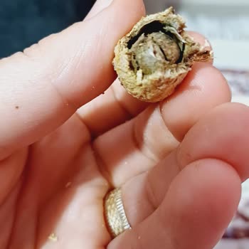 Kurtlu Ve Bozulmuş Fıstık Ürünü Mağduriyeti