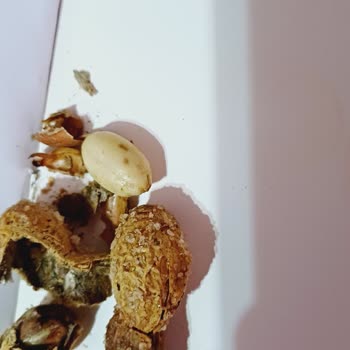 Kurtlu Ve Bozulmuş Fıstık Ürünü Mağduriyeti