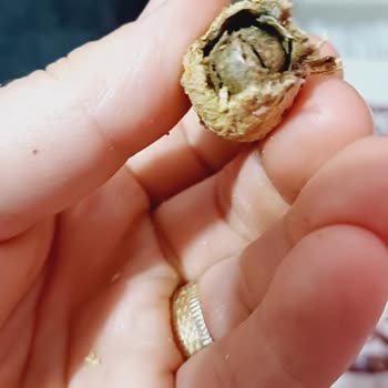 Kurtlu Ve Bozulmuş Fıstık Ürünü Mağduriyeti