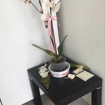 Solmuş Orkide Ve İlgisiz Mağaza Tavrı