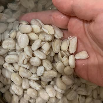 Kuru Fasulyede Kalite Sorunu