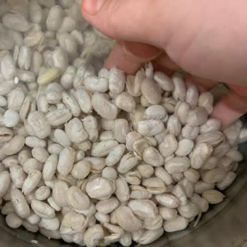 Kuru Fasulyede Kalite Sorunu