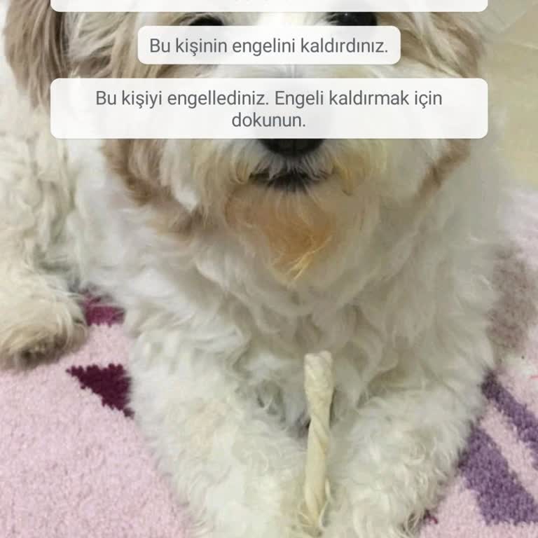 WhatsApp Mesaj Silme Sorunu: Kanıtlarım Kayboldu!