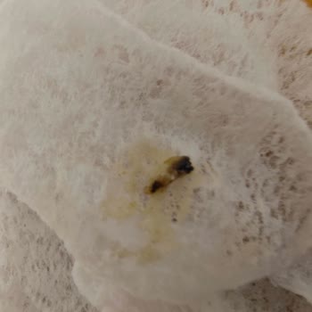 Bisküvilerde Böcek Şoku: Eti Cici Bebe