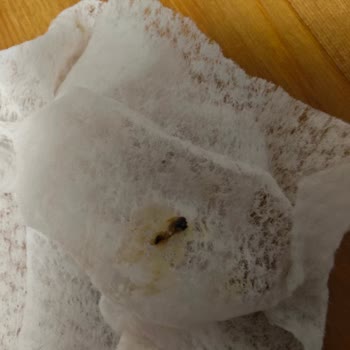 Bisküvilerde Böcek Şoku: Eti Cici Bebe