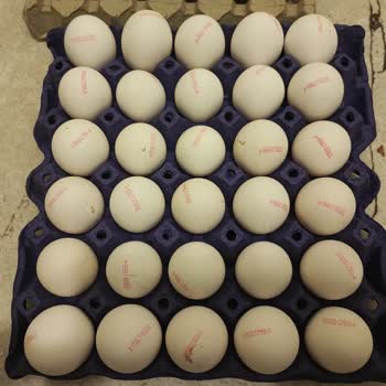 Kumbasar Yumurta Paketinde Boyut Farkı Şaşkınlığı