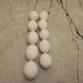 Kumbasar Yumurta Paketinde Boyut Farkı Şaşkınlığı