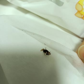 Bebek Islak Mendilinde Böcek Şoku