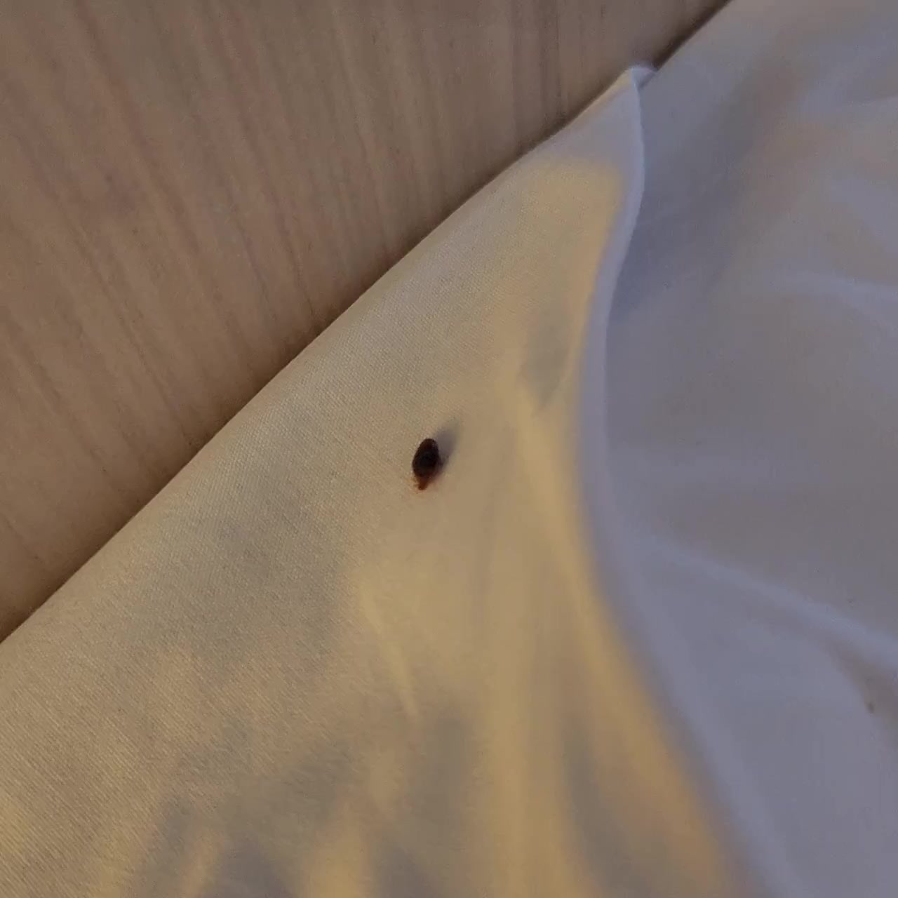 Отель Rixos Downtown: Гигиенические проблемы и обслуживание обложка видео