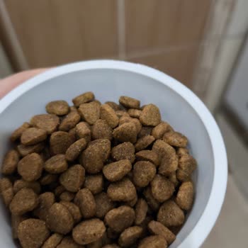 Kedi Mamasının Kalitesizliği Ve Şüpheli İçeriği