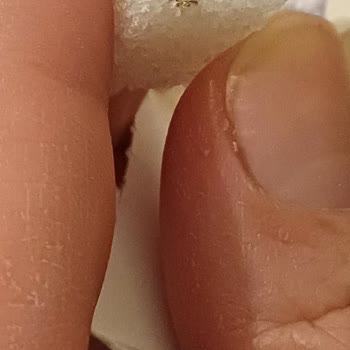 BİM Küp Şekerden Çıkan Böcek Şoku: Tüketici Güvenini Sarsan Durum