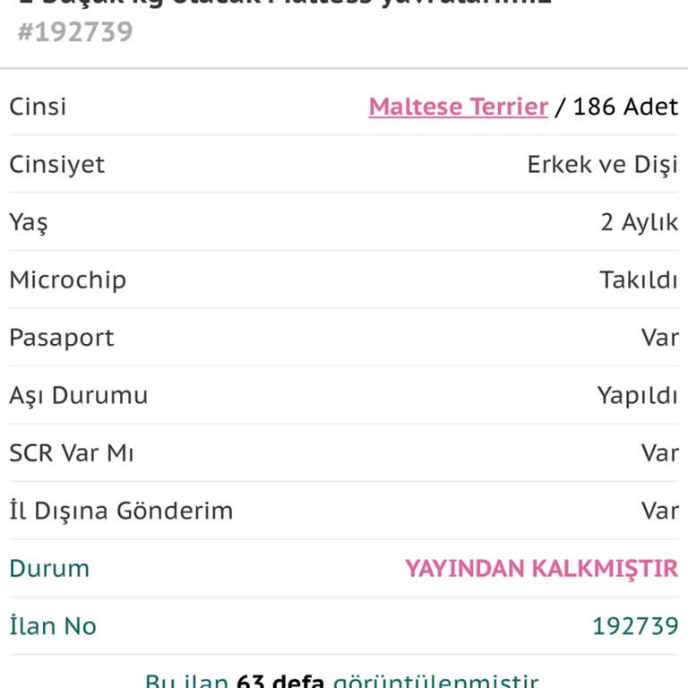 Köpek Satın Alımında Büyük Hayal Kırıklığı