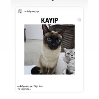 Kayıp Kedim İçin Barınak Karmaşası