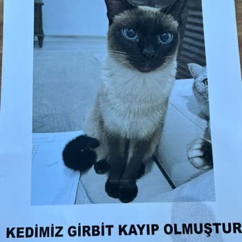 Kayıp Kedim İçin Barınak Karmaşası