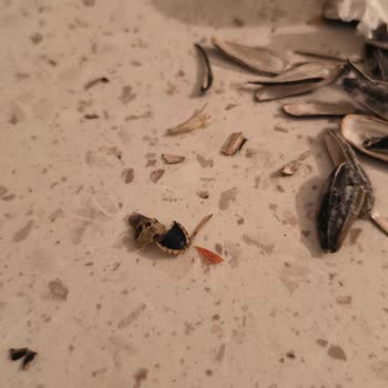 Küflü Ve Böcekli Çekirdek Şoku: Acil Çözüm Bekleniyor!