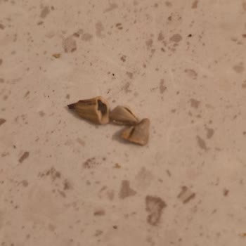 Küflü Ve Böcekli Çekirdek Şoku: Acil Çözüm Bekleniyor!