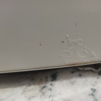 Bosch Üründe Çürüme