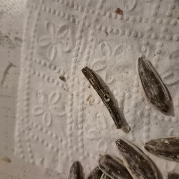 Peyman Çitliyo: Kalite Düşüşü Ve İri Tane Yanıltmacası