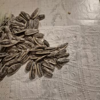 Peyman Çitliyo: Kalite Düşüşü Ve İri Tane Yanıltmacası