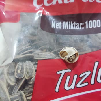 Çerezya Dakota Çekirdeği Ürünü İçinde Salyangoz Şoku
