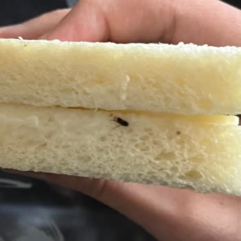 Sandviçte Ölü Sinek Şoku!