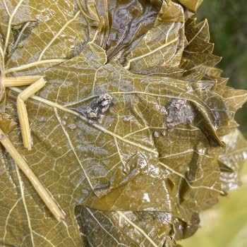 Kalitesiz Ürün Ve İletişim Sorunu