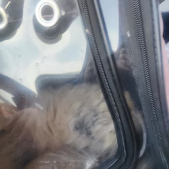 Hayvanseverlere Yönelik Saygısızlık Ve Tehdit