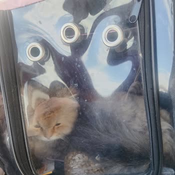 Hayvanseverlere Yönelik Saygısızlık Ve Tehdit