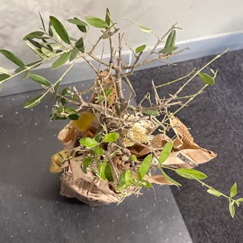 Görselle Uyuşmayan Özensiz Çiçek Teslimatı