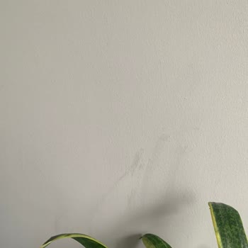 Polisan Boya İle Yaşanan Hayal Kırıklığı