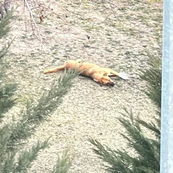 Mahallede Kontrolsüz Hayvan Besleme Sorunu