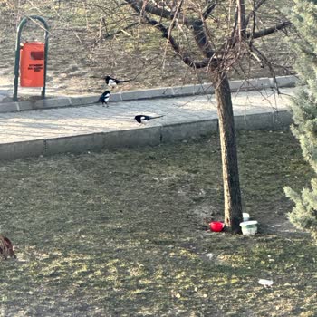 Mahallede Kontrolsüz Hayvan Besleme Sorunu