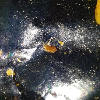 Cips Paketinde Şok Edici Yabancı Madde!