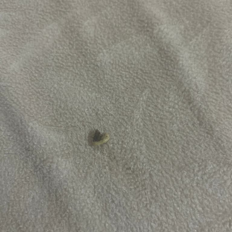 Antep Fıstıklı Pasta Hayal Kırıklığı