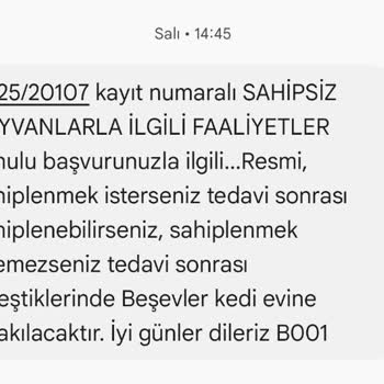 Tedavi Edilen Yavru Kediler Geri Verilmiyor