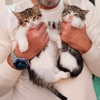 Tedavi Edilen Yavru Kediler Geri Verilmiyor