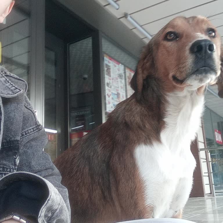 Getir Hayvanlara Kötü Muamele Ve Sorumluluk İhmali