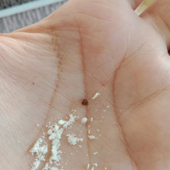 Hipp Devam Sütünde Belirsiz Cisim Şoku