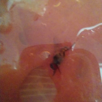 BİM Market Ürününde Hijyen Sorunu