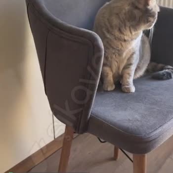 Mi Store Pet Kit Pro Smart 2 Kedi Tuvaleti Sorunu!
