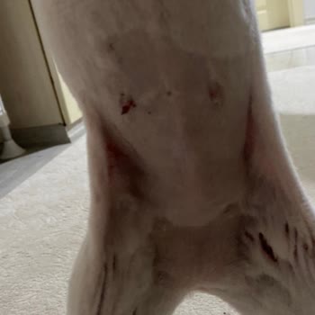 Ayvaz Veteriner Kliniği Sakarya Kedimi Tıraş Ederken Zarar Verdi