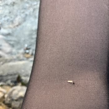 Pahalı Çoraplar İkinci Kullanımda Tiftiklendi
