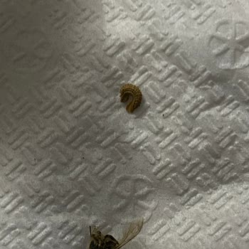 Portakallı Çayda Hijyen Skandalı