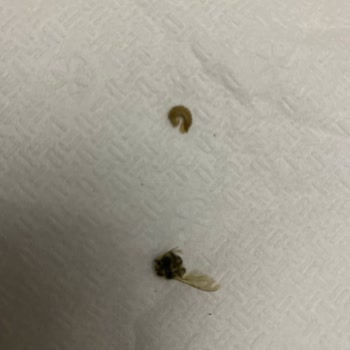 Portakallı Çayda Hijyen Skandalı