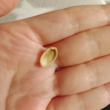 Makbul Lokumları: Sağlık Tehlikesi Ve Müşteri Hizmetlerinde Hayal Kırıklığı