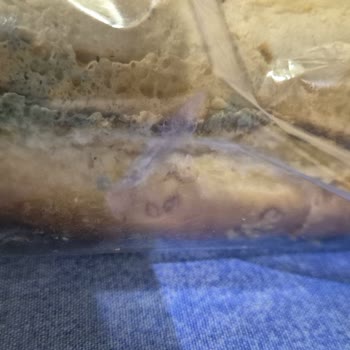 Küflü Sandviç Ve Ulaşılamayan Müşteri Hizmetleri Krizi