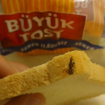 Ekmekte Böcek Şoku: İnsan Sağlığı Hiçe Sayılıyor