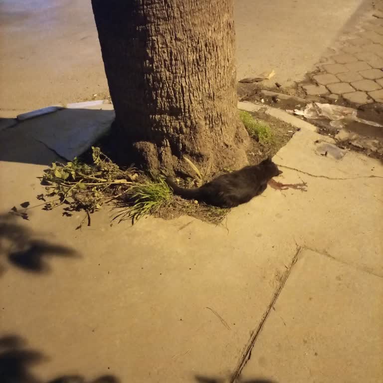 Yaralı Kediye İlgisiz Müdahale Ve Yanlış Bilgilendirme