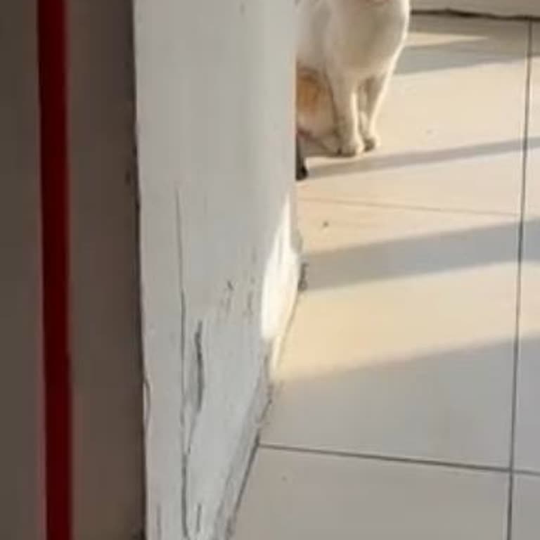 Kediye Saygısızlık Ve Çalışanların Merhametsizliği